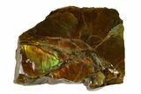 Iridescent Ammolite (Fossil Ammonite Shell) - Alberta, Canada #147383-1